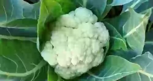 Как приготовить цветную капусту