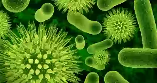 Мифы о бактериях, в которые пора перестать верить