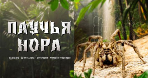 Выставка пауков «Паучья нора»
